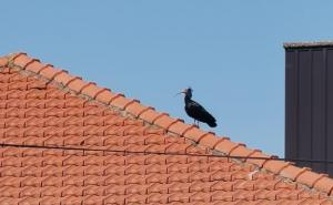Foto: FB / JovicA Sjeničić / Rijetka vrsta ptice - ćelavi ibis